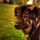 Illustration for article titled Shooting Challenge Pets Gallery 3